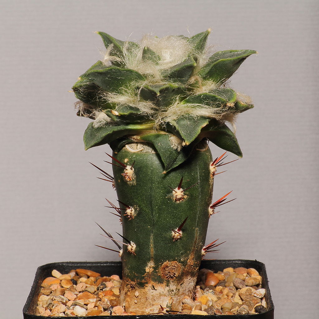 Tips para injertar cactus