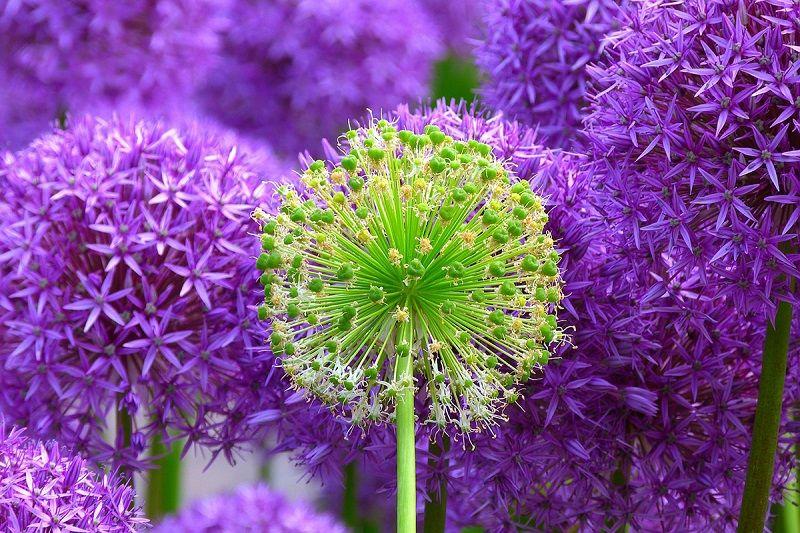 Allium, Variedades, Cuidados y Flores