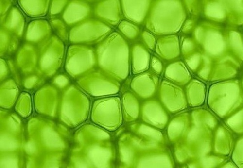 Clorofila y cloroplastos
