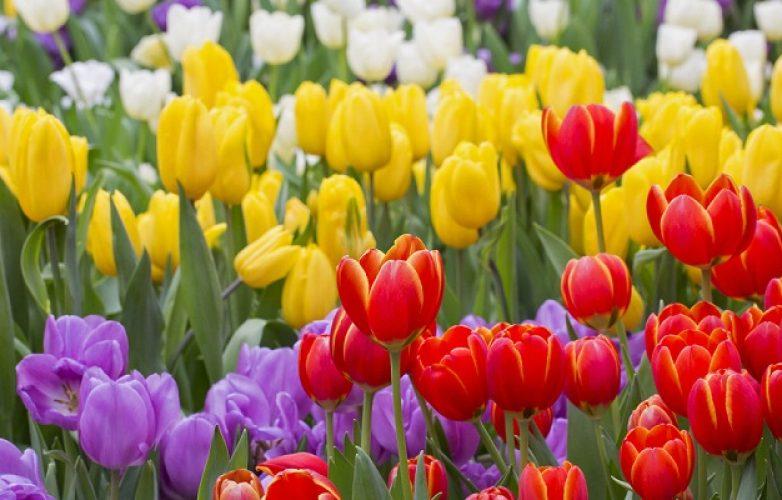 Tulipanes: Guía, Cómo Plantar Tulipanes