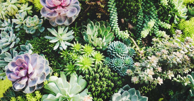 CLASES DE PLANTAS CARNOSAS : Para su terrario, decoración de interiores o jardín de cactus